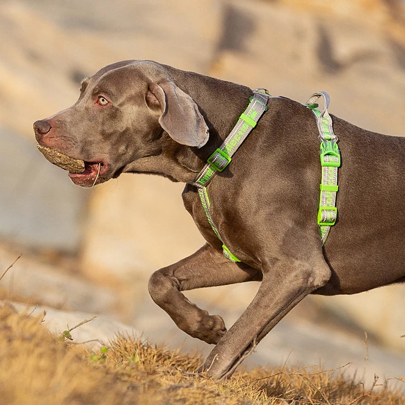 🌞TrueLove Pet Harness Cloth Vest  Supplies Nylon Webbing with Led LIght🌞