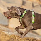 🌞TrueLove Pet Harness Cloth Vest  Supplies Nylon Webbing with Led LIght🌞