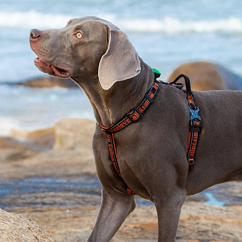 🌞TrueLove Pet Harness Cloth Vest  Supplies Nylon Webbing with Led LIght🌞