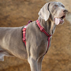 🌞TrueLove Pet Harness Cloth Vest  Supplies Nylon Webbing with Led LIght🌞
