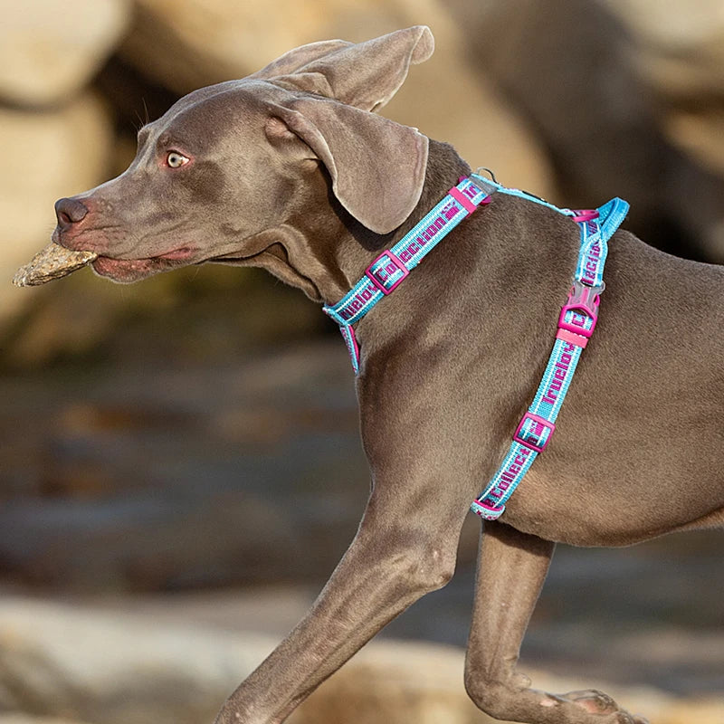 🌞TrueLove Pet Harness Cloth Vest  Supplies Nylon Webbing with Led LIght🌞