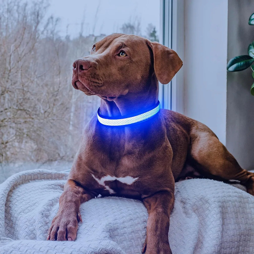 🔥Collier LED USB 🔥