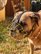 Muselière chien couleur Or Gendji’s panier métallique doré réglable - vue trois quarts