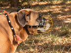 Muselière métallique dorée pour chien Gendji’s avec sangles réglables