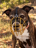 Muselière Or pour chien Gendji’s panier métallique portée par chien bringé
